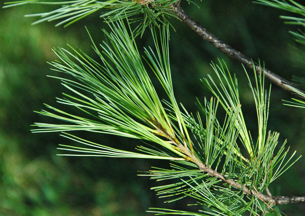 White Pine (Pinus strobus) - 40cm