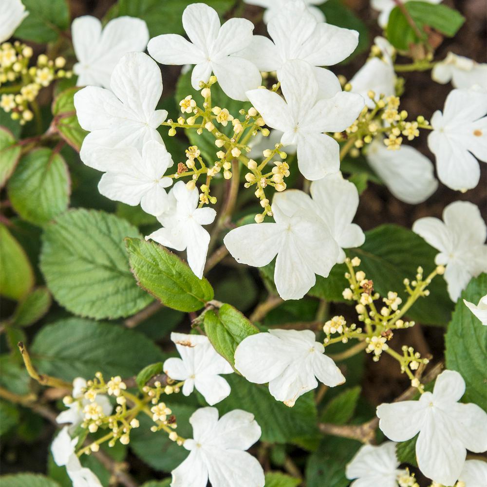 Viburnum plicatum f. tomentosum 'Summer Snowflake' - 40cm