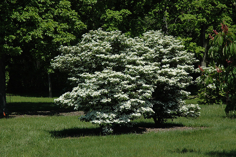 Viburnum plicatum f. tomentosum 'Summer Snowflake' - 40cm