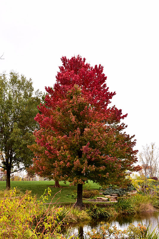 Red Sunset Red Maple (Acer rubrum 'Red Sunset') - 175cm