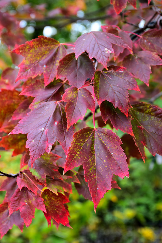 Red Sunset Red Maple (Acer rubrum 'Red Sunset') - 175cm