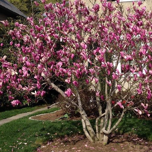 Ricki Magnolia (Magnolia 'Ricki') - 125cm