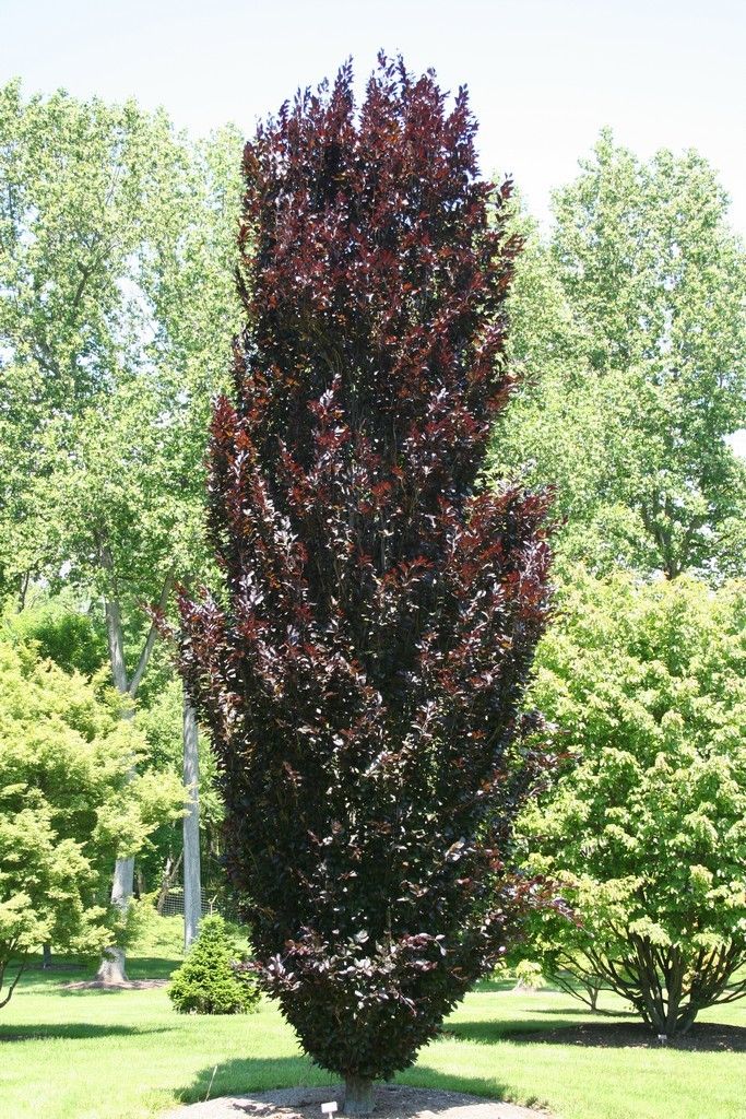 Fagus sylvatica 'Dawyck Purple' (European Beech) - 175cm