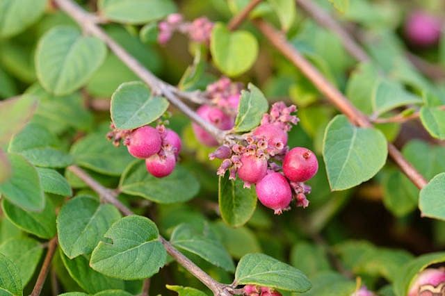 Symphoricarpos x chenaultii 'Hancock' (Snowberry) - 3 Gallon Potted Shrub