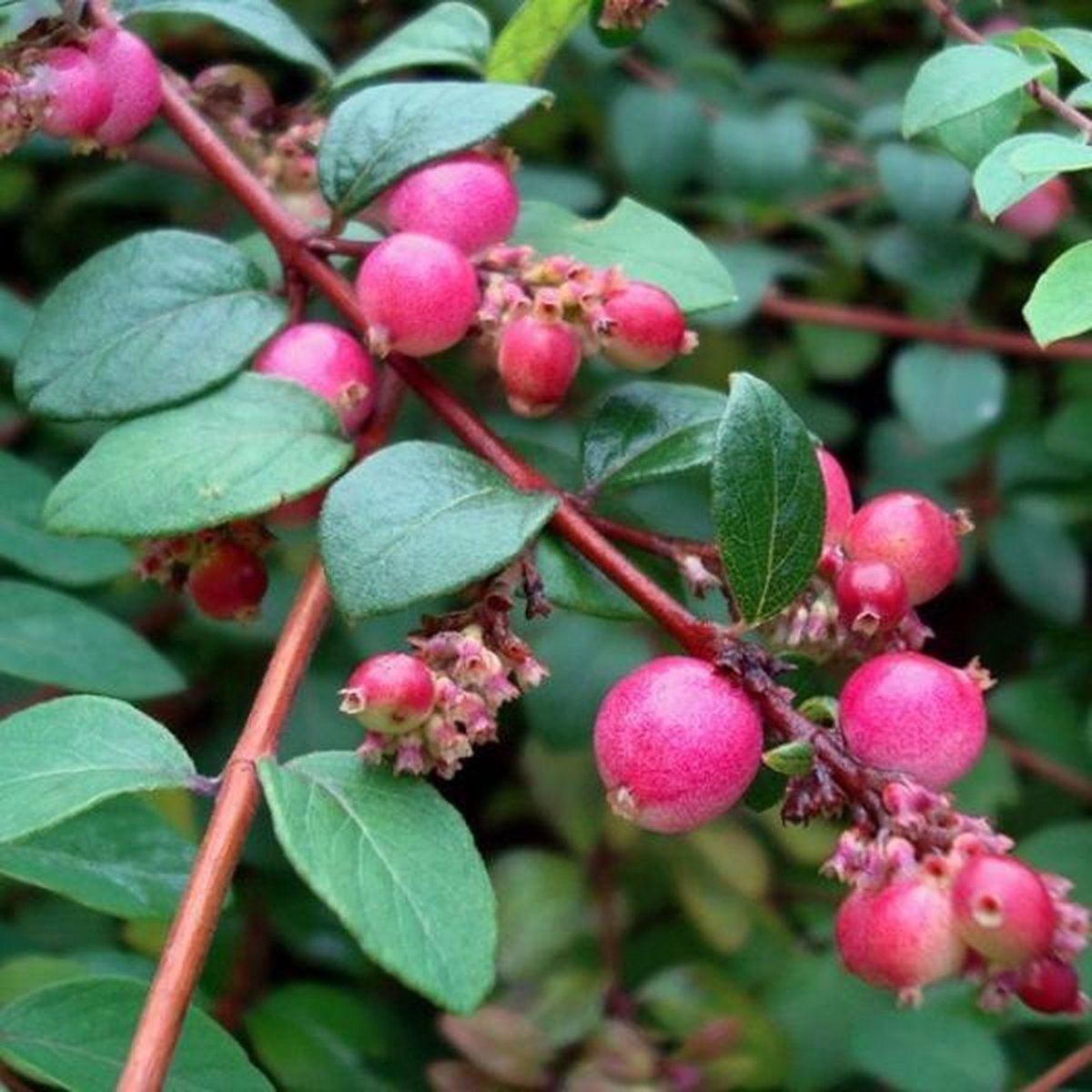 Symphoricarpos x chenaultii 'Hancock' (Snowberry) - 3 Gallon Potted Shrub