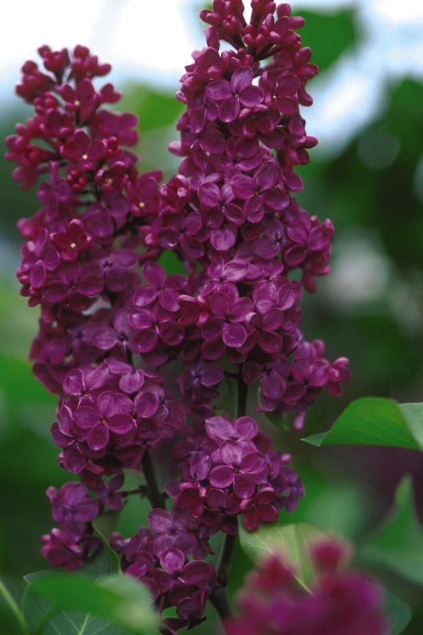 Syringa vulgaris 'Andenken an Ludwig Spath' (Lilac) - 50cm