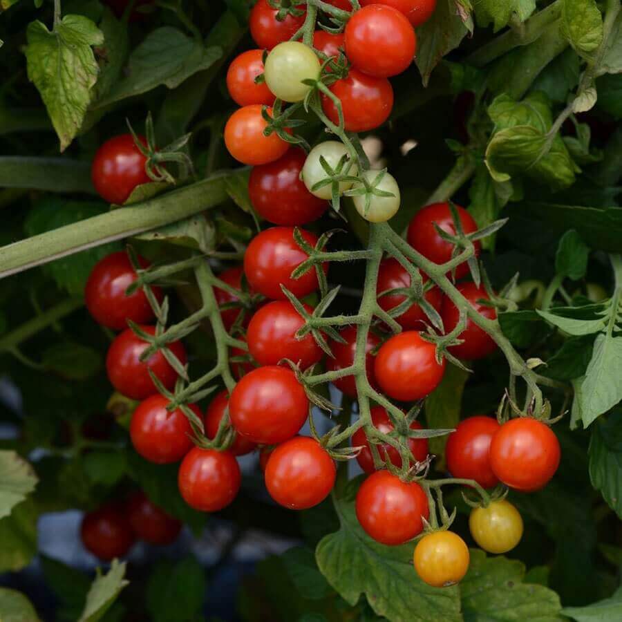 OSC Candyland Red Currant Hybrid Tomato Seeds - Packet