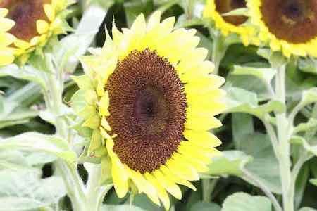OSC Lemon Sorbet Sunflower Seeds - Packet
