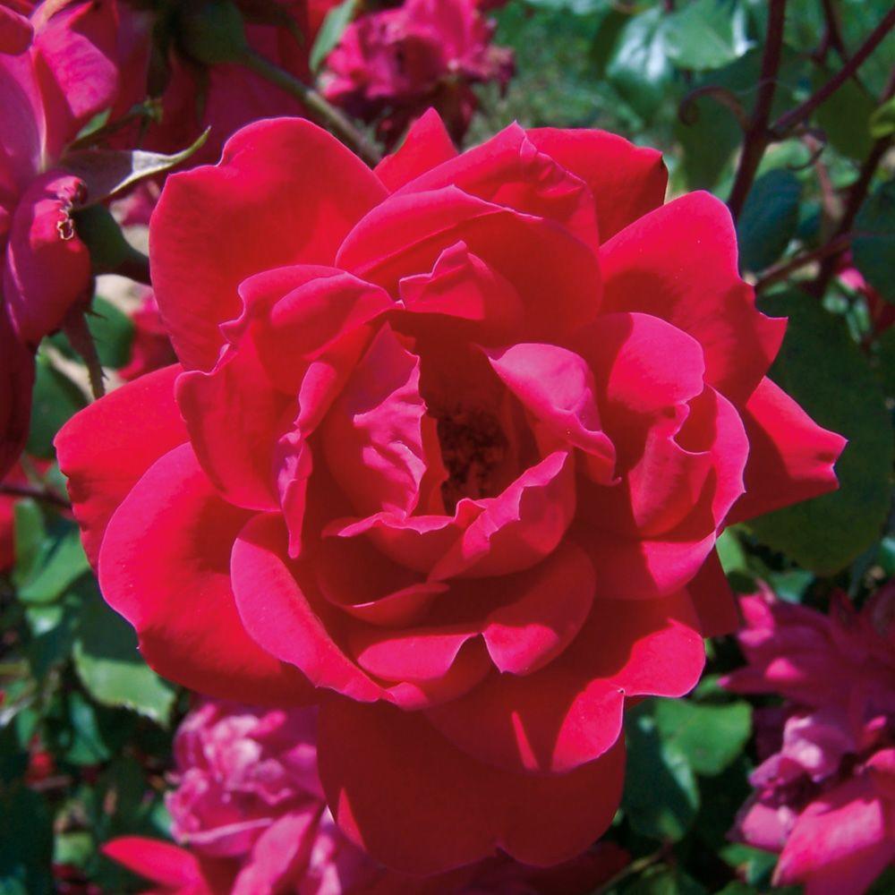 Rosa Knock Out (Shrub Rose) - 1.5 Gallon Potted Shrub