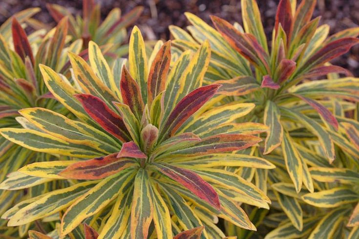 Euphorbia x martinii 'Ascot Rainbow' (Martin's Spurge) - 1 Gallon Potted Perennial