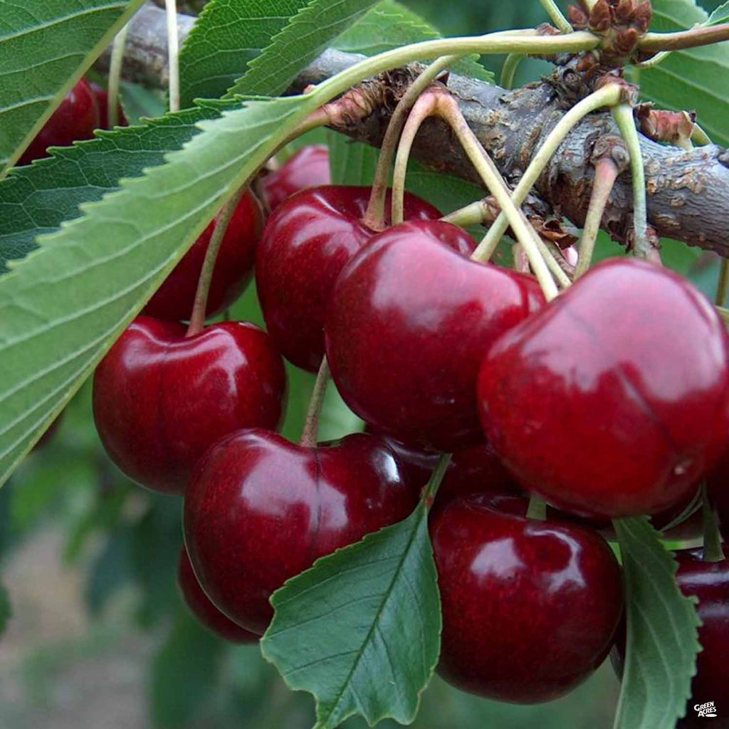 'Lapins' Cherry Tree - 150cm