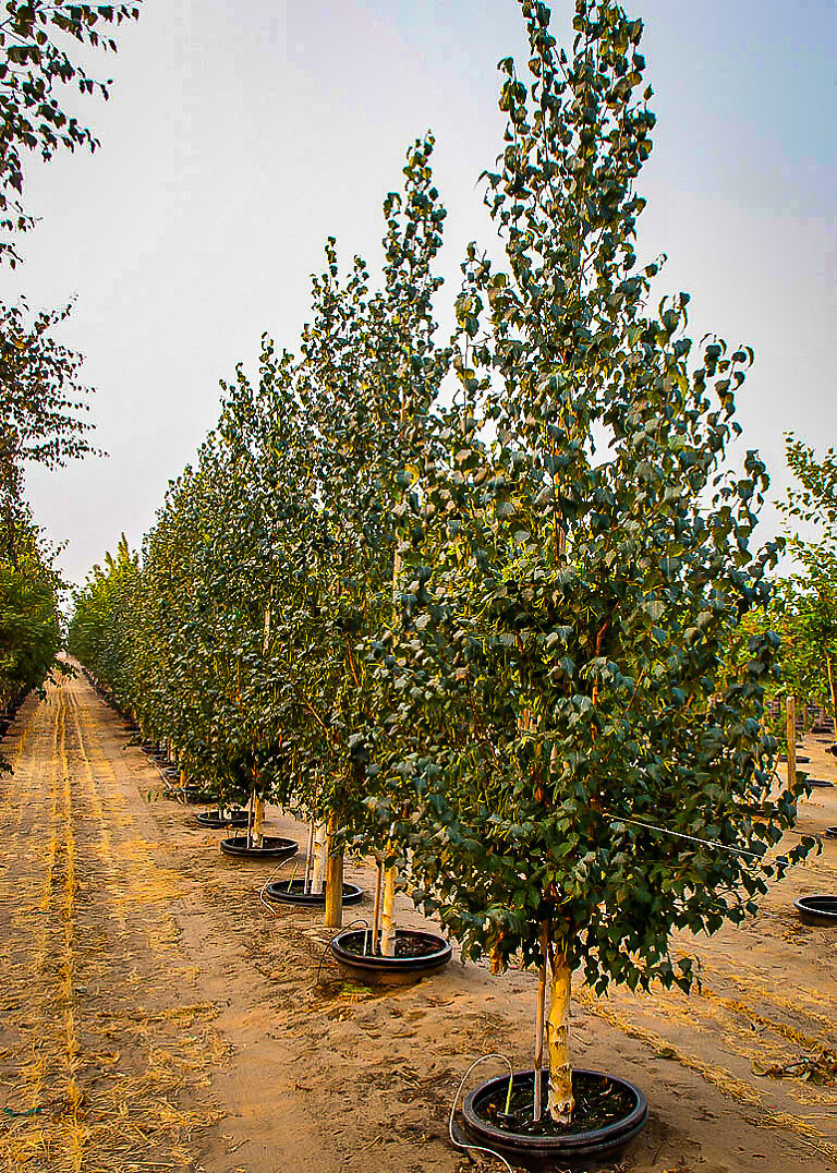 Dakota Pinnacle Birch (Betula platyphylla 'Fargo') - 175cm