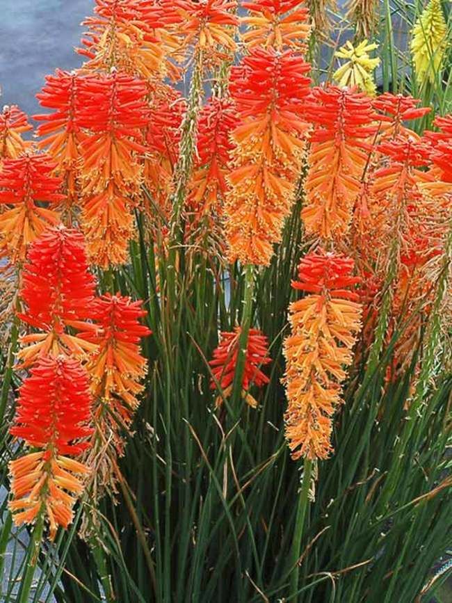 Kniphofia 'Bees' Sunset' (Red Hot Poker) - 1 Gallon Potted Perennial