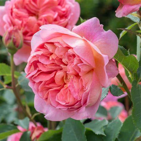 Rosa Boscobel (English Rose) - 2 Gallon Potted Shrub