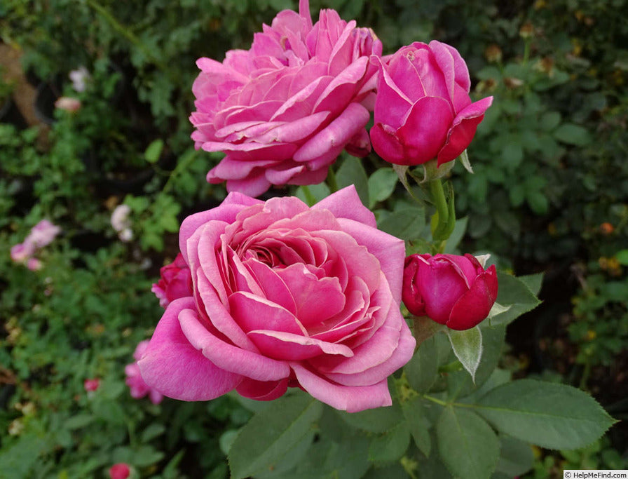 'Queen of Elegance' Floribunda Rose - 2 Gallon Potted Shrub