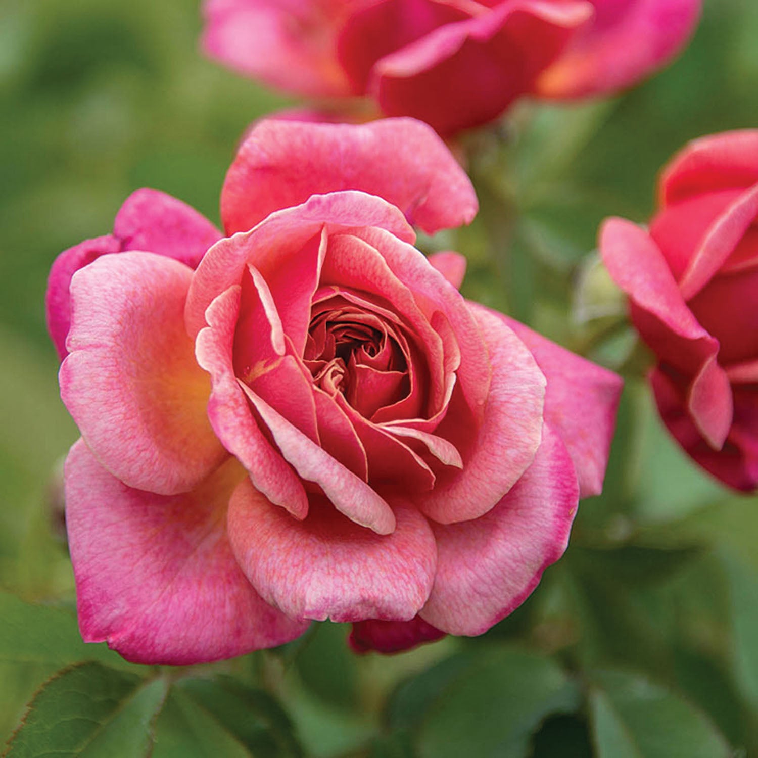 'Queen of Elegance' Floribunda Rose - 2 Gallon Potted Shrub