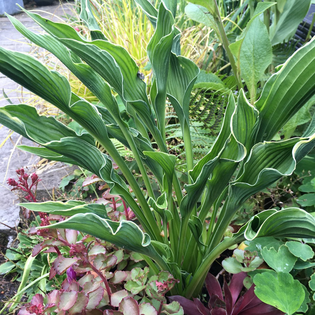 praying hands hosta plant Hosta 'Praying Hands' (Plantain Lily)
