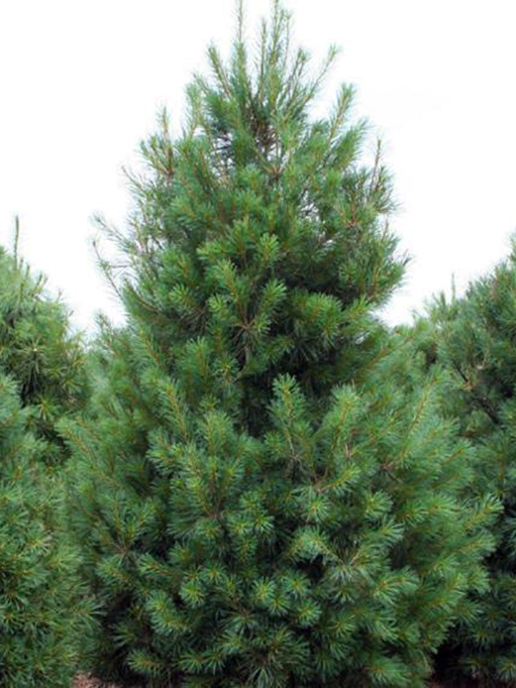 Eastern White Pine (Pinus strobus) - 100cm