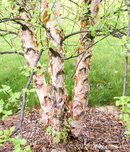 Heritage River Birch (Multi-Branch) (Betula nigra 'Cully') - 50mm Wirebasket