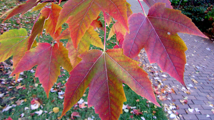 Morgan Maple (Acer rubrum 'Morgan') - 60mm (dbh) - Wire Basket