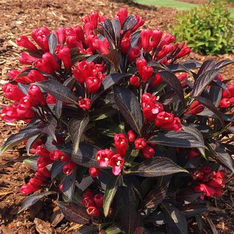 'Electric Love' Weigela - 3 Gallon Potted Shrub