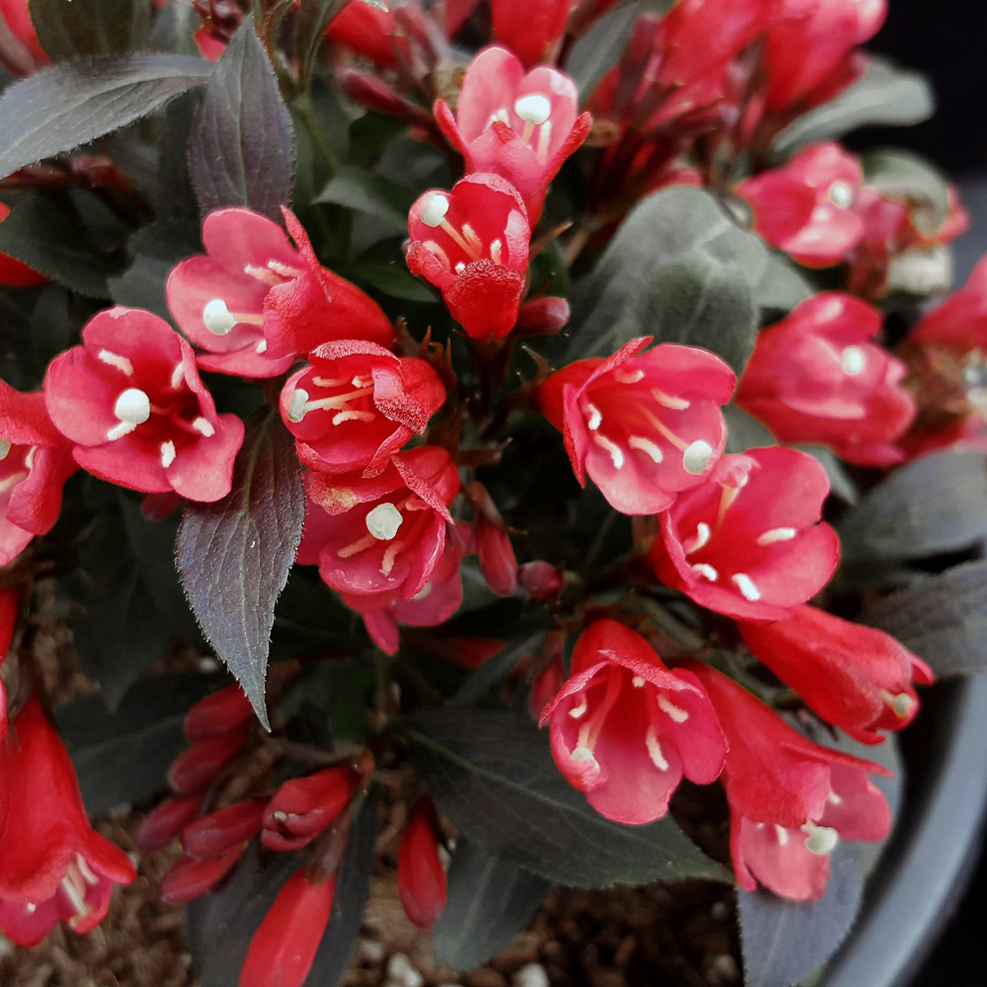 'Electric Love' Weigela - 3 Gallon Potted Shrub