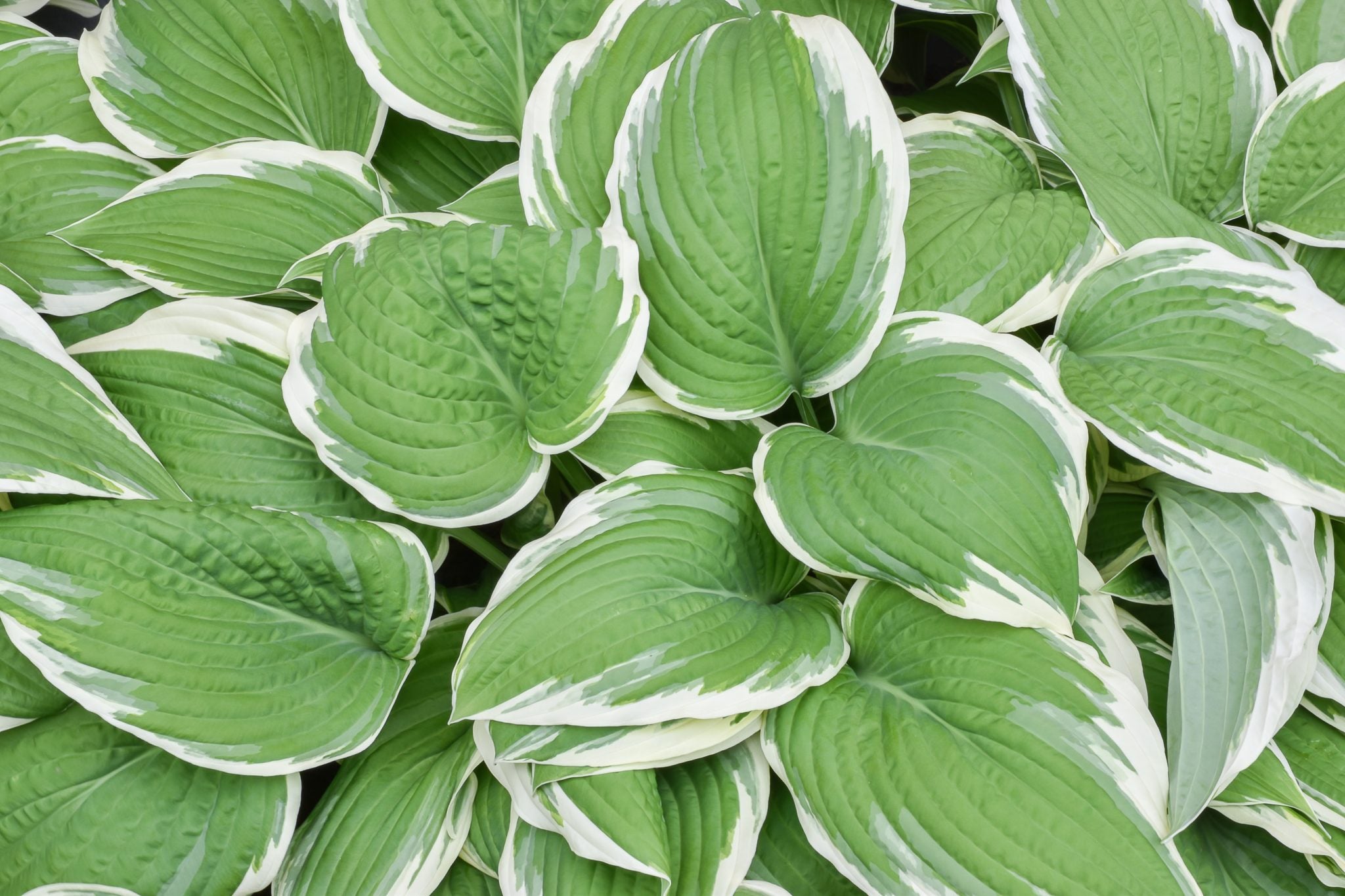 Hosta 'Francee' (fortunei) - 1Gallon Potted Perennial