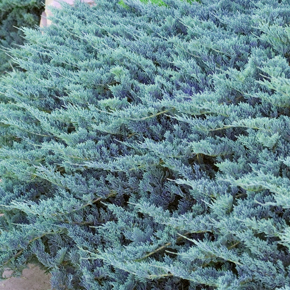 Juniperus horizontalis 'Blue Chip' (Creeping Juniper) - 2 Gallon Potted Shrub