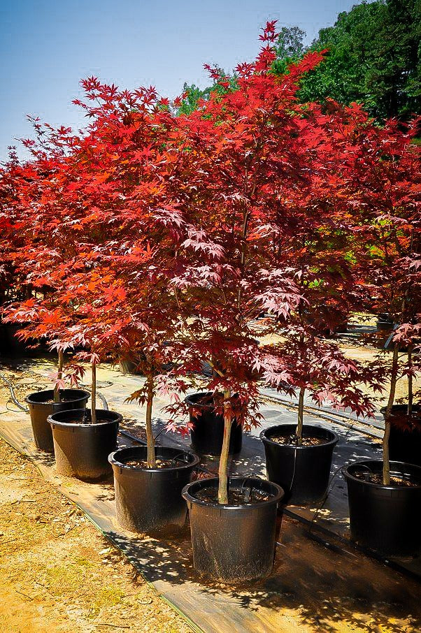 'Fireglow' Japanese Maple (125cm) - 5 Gallon Potted Tree