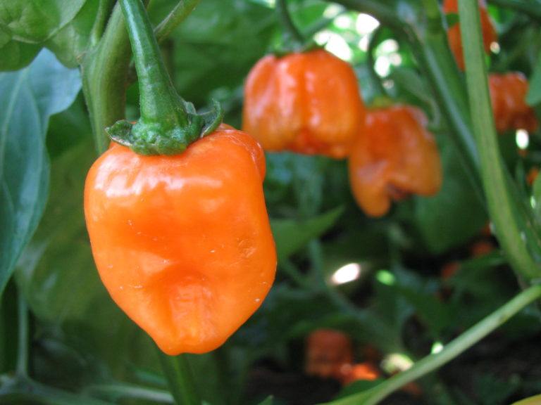 OSC Habanero 'Orange' Pepper Seeds - Packet