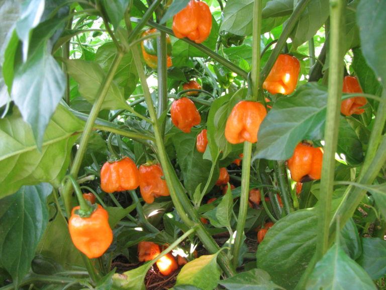 OSC Habanero 'Orange' Pepper Seeds - Packet