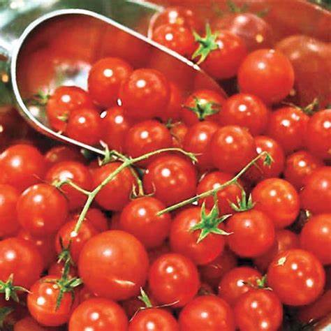 OSC Tomato Honey Bunch Red - Packet