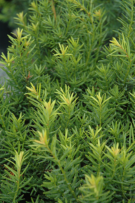 Nova Japanese Yew (Taxus cuspidata 'Nova') - 2 Gallon Potted Shrub