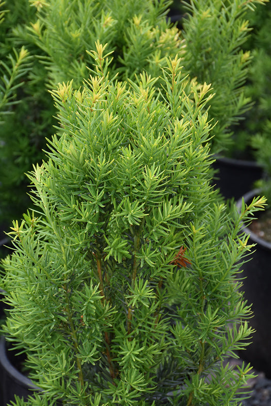 Nova Japanese Yew (Taxus cuspidata 'Nova') - 2 Gallon Potted Shrub