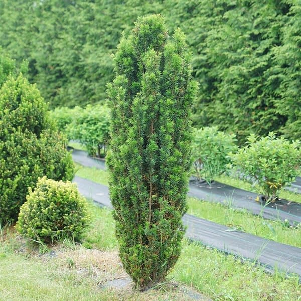 Stonehenge Yew (Taxus x media) - 2 Gallon Potted Shrub