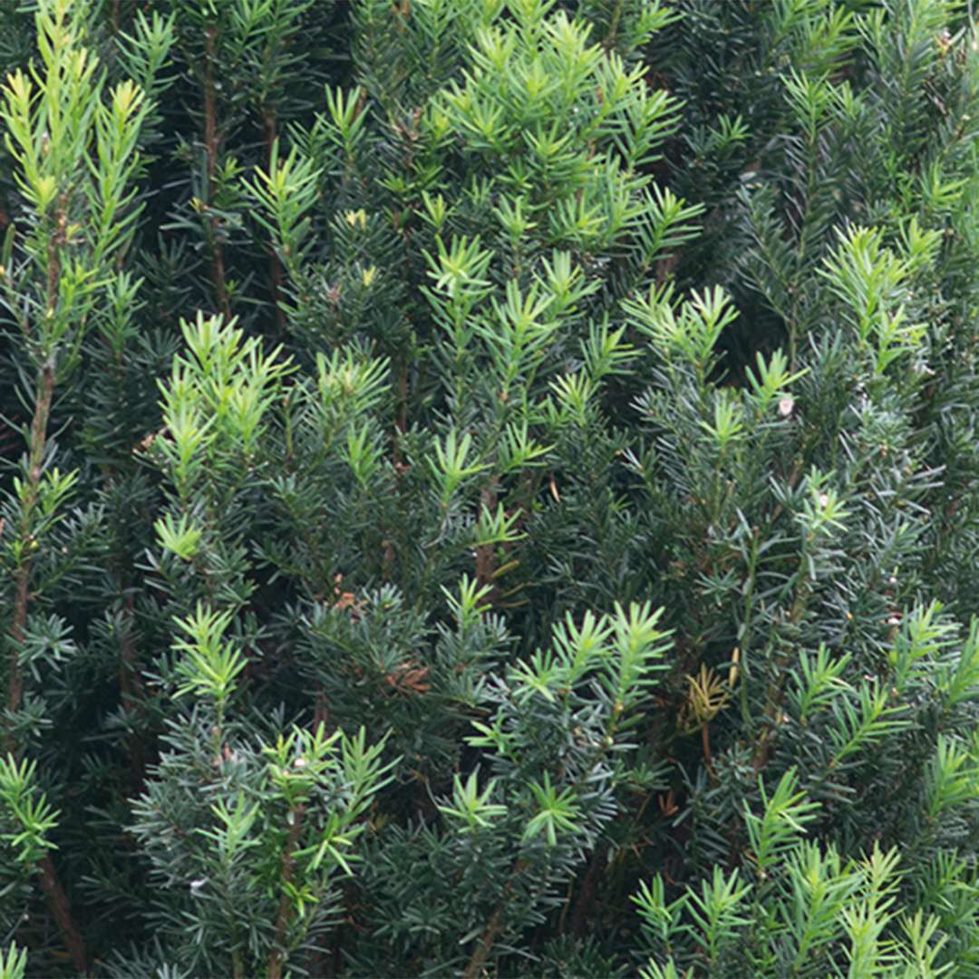 Stonehenge Yew (Taxus x media) - 2 Gallon Potted Shrub