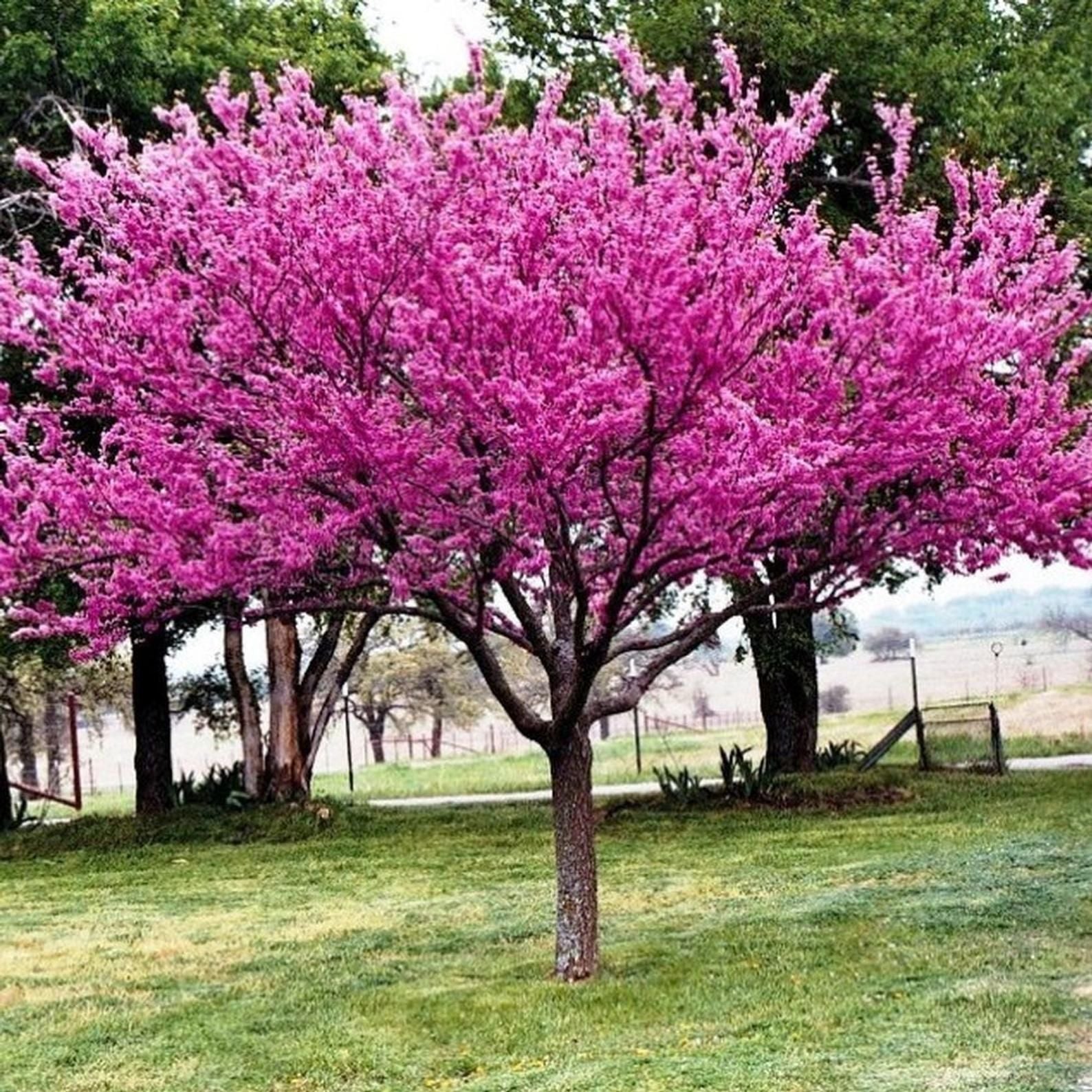 Cercis canadensis (Eastern Redbud) - 150cm