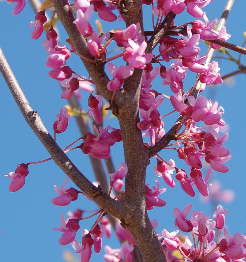 Cercis canadensis (Eastern Redbud) - 150cm