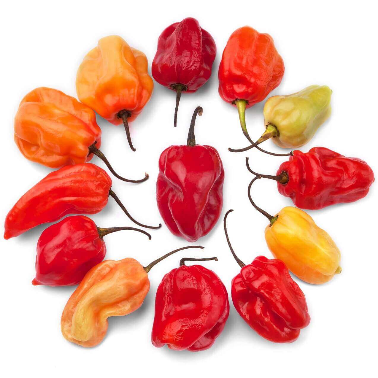 OSC Caribbean Red-Hot Pepper Seeds - Packet