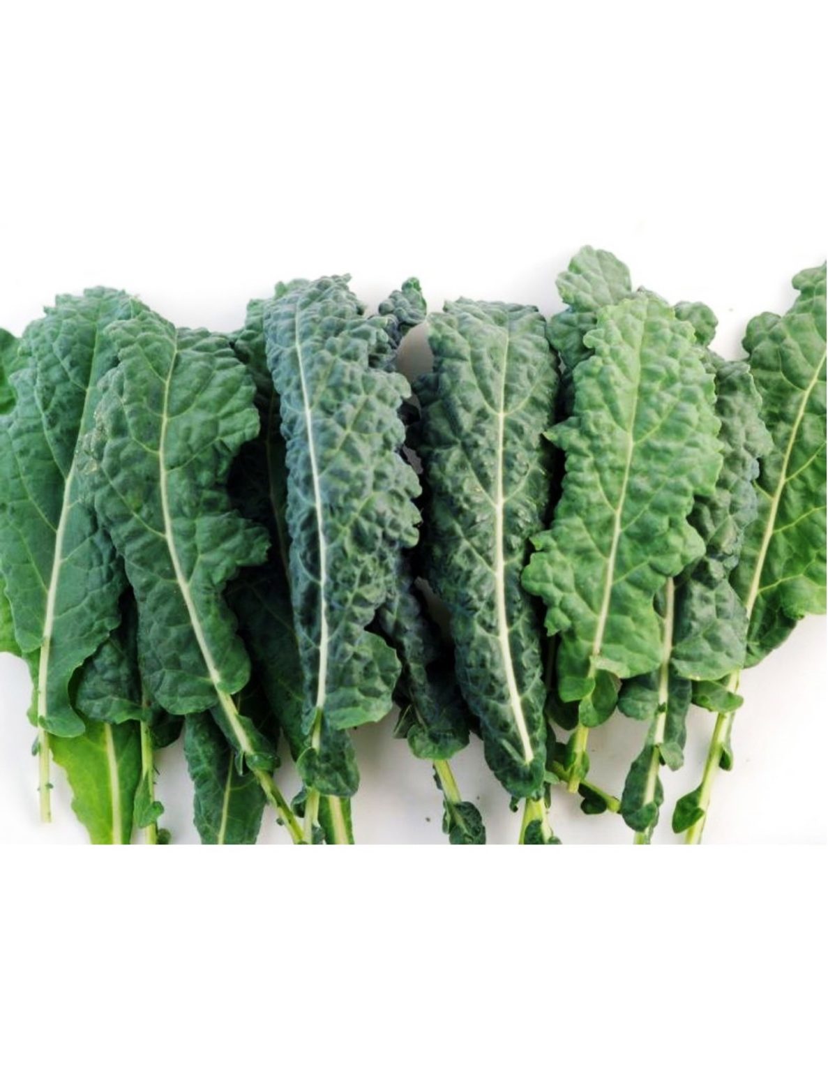 OSC Lacinato Kale Seeds - Packet