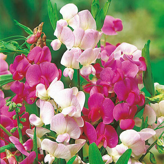 OSC Sweet Pea Everlasting Mixed - Packet