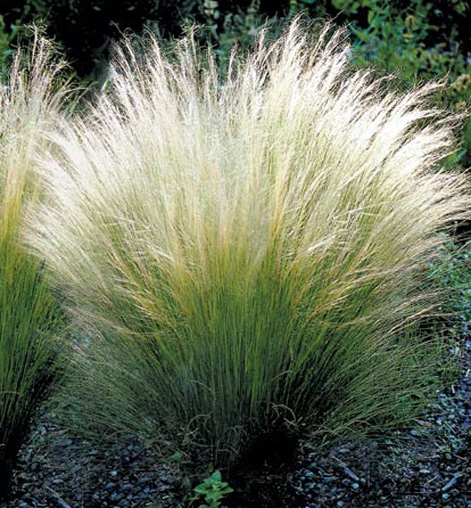 OSC Ornamental Grasses 'Angels Hair' - Packet