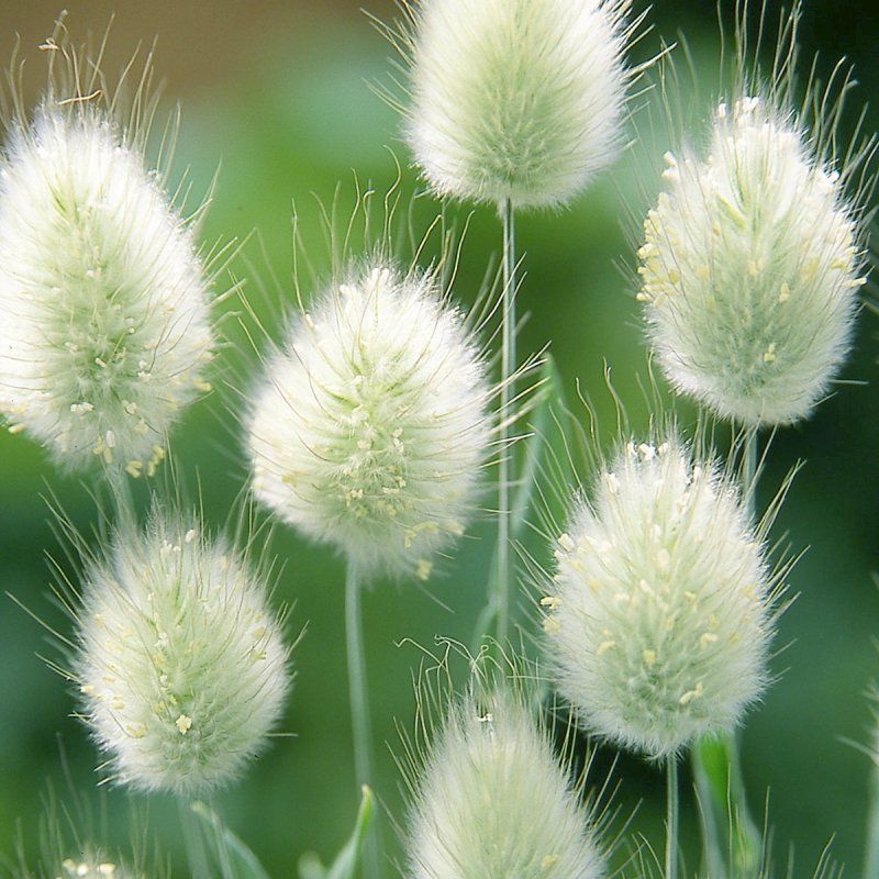 OSC Bunny's Tail Ornamental Grass Seeds - Packet