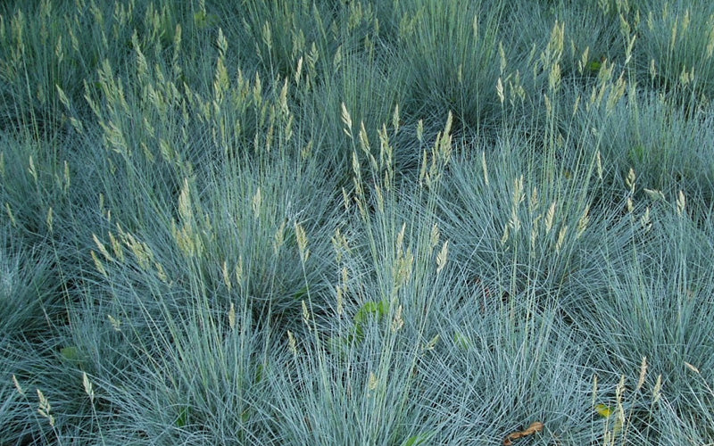 Blue Fescue Ornamental Grass Seeds - Packet