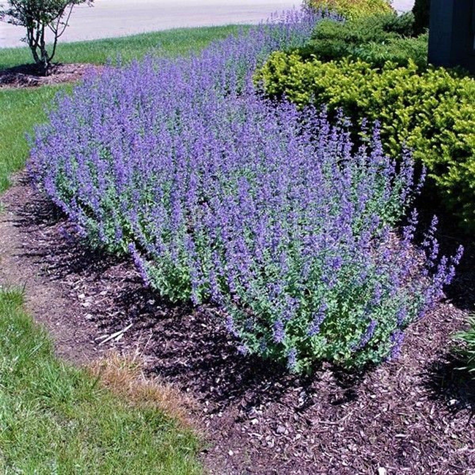 OSC Catmint Seeds - Packet