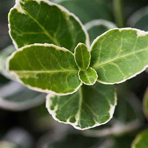 Euonymus fortunei 'Emerald Gaiety' (Wintercreeper) - 40cm - 2 Gallon Potted Shrub