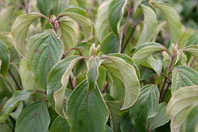 Cornus sericea 'Kelseyi' (Redtwig Dogwood) - 2 Gallon Potted Shrub