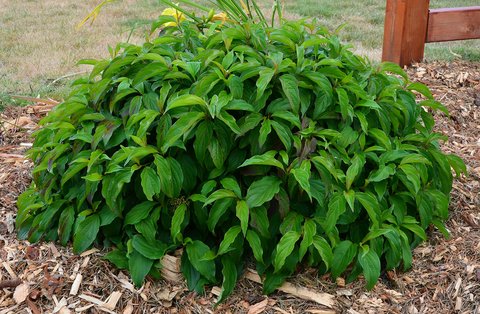 Cornus sericea 'Kelseyi' (Redtwig Dogwood) - 2 Gallon Potted Shrub