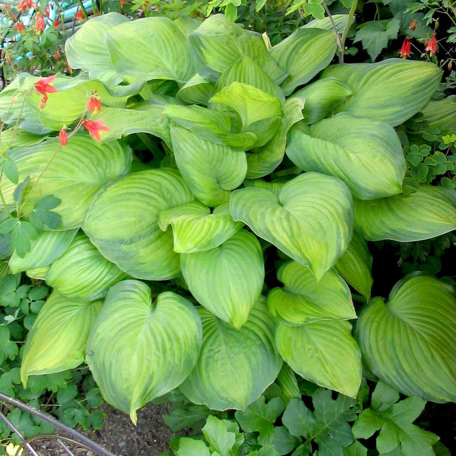 Hosta 'Guacamole' (Plantain Lily) - 1 Gallon Potted Perennial