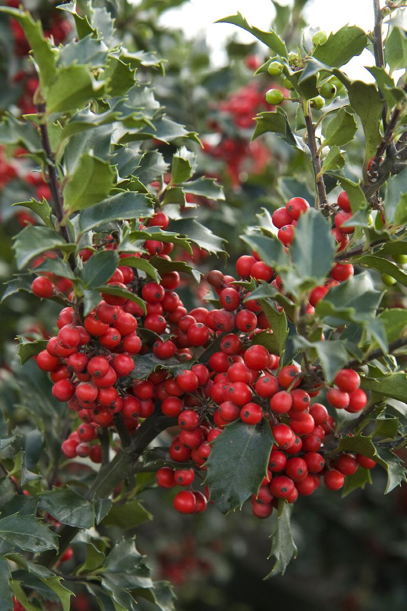 Berri-Magic Holly - 2 Gallon Potted Shrub